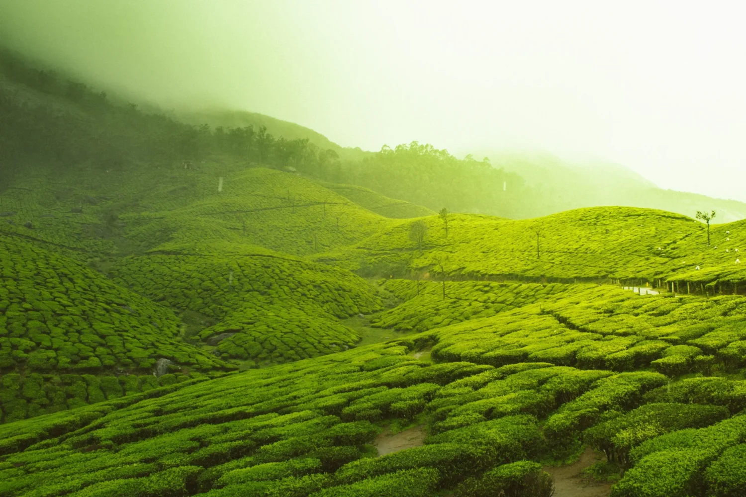 Tea Gardens, Munnar, Kerala, India